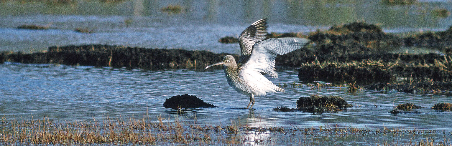 Stiftung Feuchtgebiete