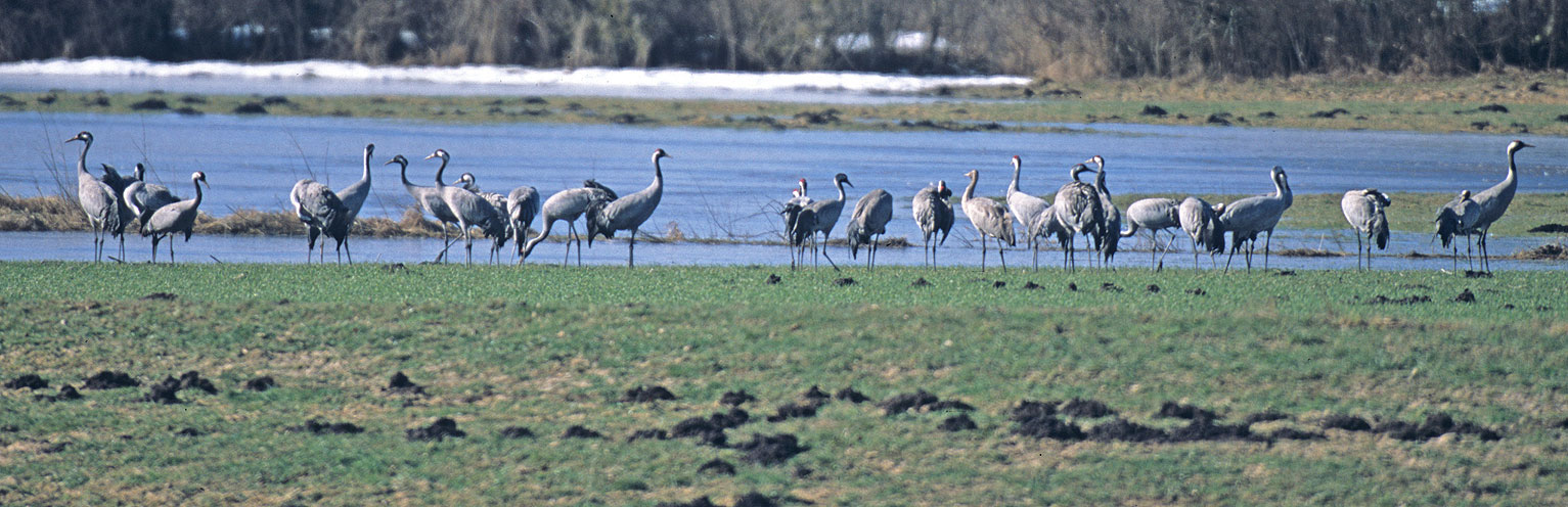 Stiftung Feuchtgebiete